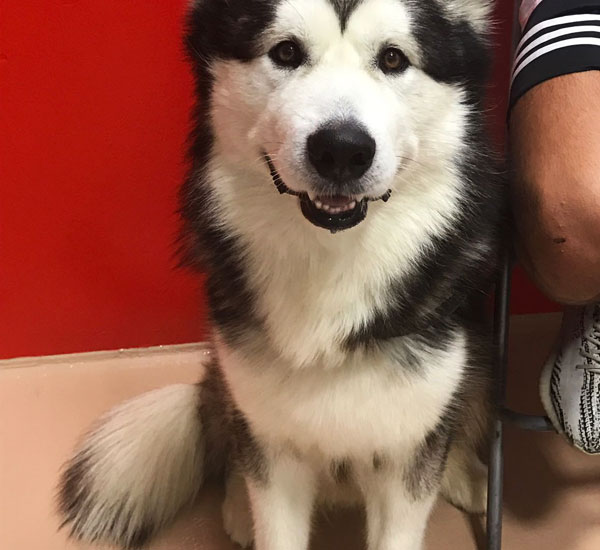 Snodati - Asilo per cani e toelettatura Matera