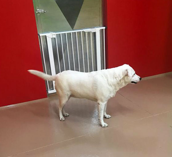 Snodati - Asilo per cani e toelettatura a Matera