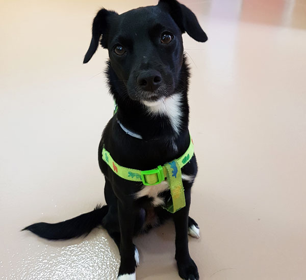 Asilo per cani a Matera
