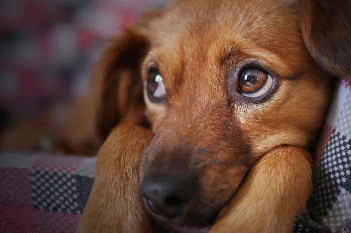 Ecco 7 paure e fobie più comuni nei cani Ecco 7 paure e fobie più comuni nei cani