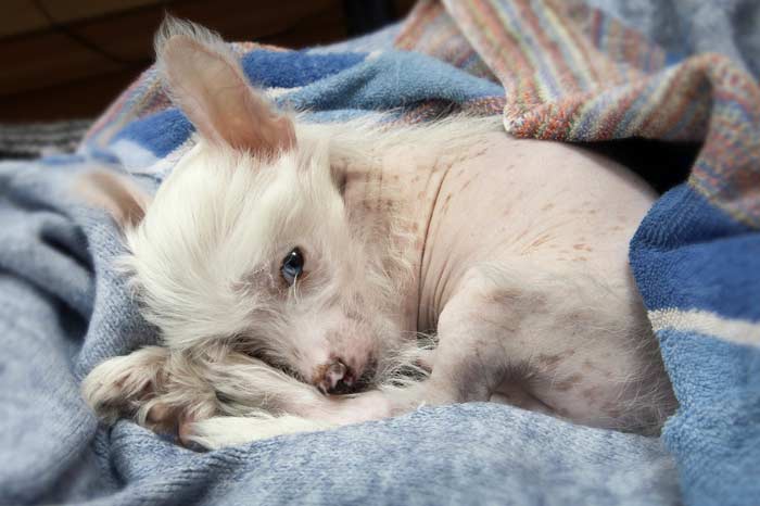 Come aiutare il tuo cane a smettere di piangere quando lo lasci solo Come aiutare il tuo cane a smettere di piangere quando lo lasci solo