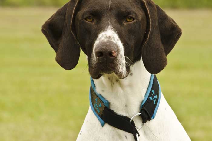 Ecco perchè il naso del tuo cane è diventato rosa